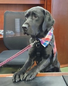 photo of 360 Communities Survivor support dog at desk
